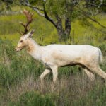 Fallow Deer In Central Texas
