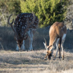 Black Buck and Fallow Deer | Central Texas
