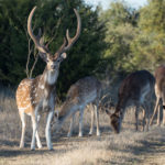 Fallow Deer Central Texas